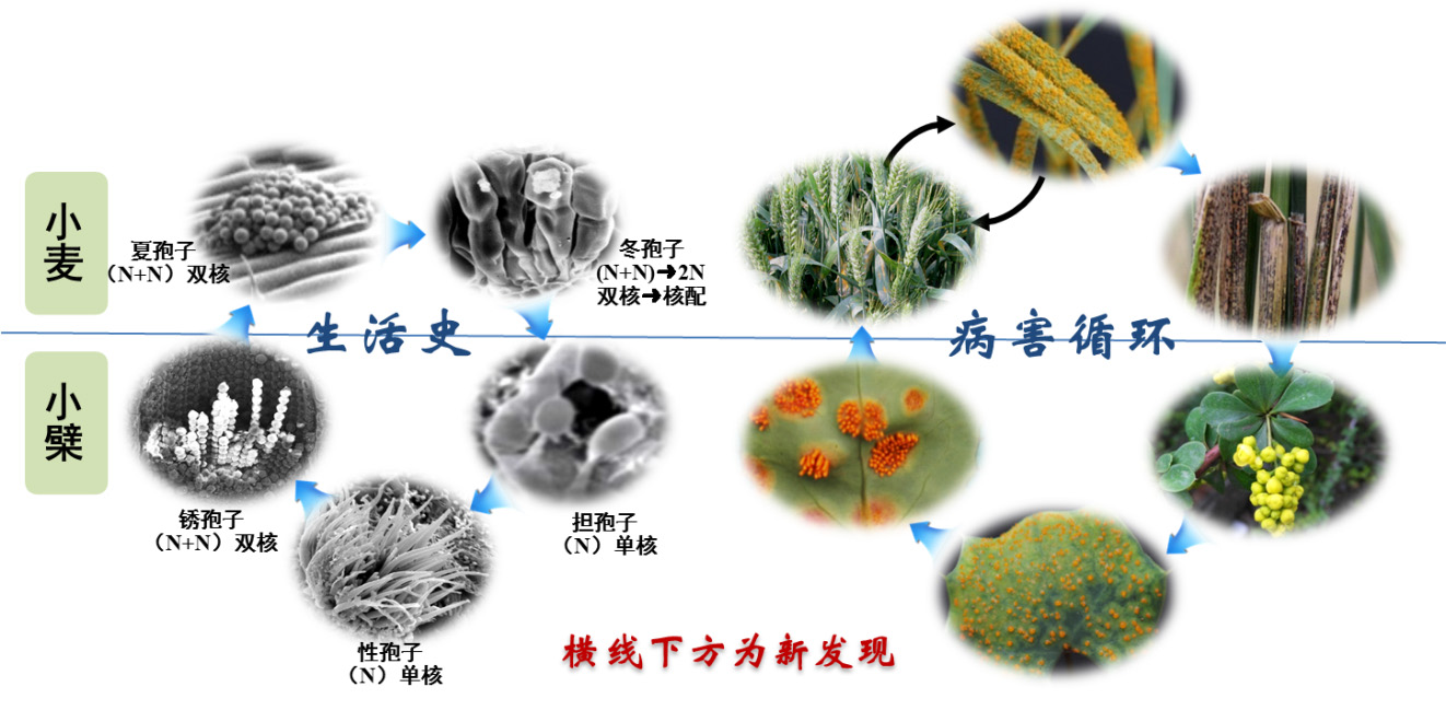 图4 小麦条锈菌生活史与条锈病病害循环.jpg