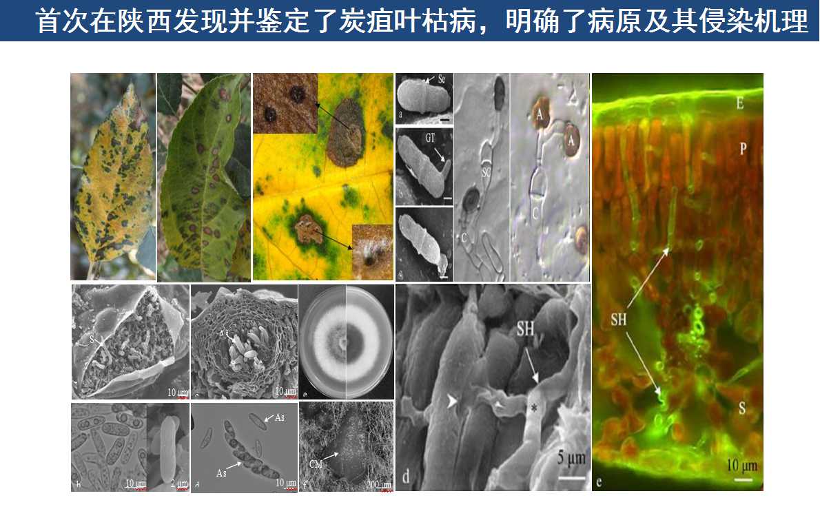 1.苹果炭疽叶枯病病原菌形态特征及其侵染致病过程.jpg